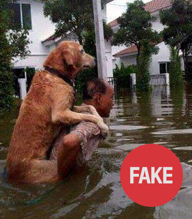 padrone cane salva salvato uragano